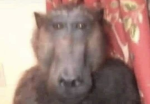HugibugiYT