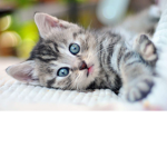 Kittens are cute super cute