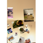 Team Des cochon d'inde