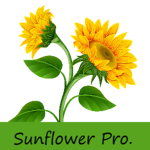 Sunflower Productions
