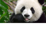 The Panda Creeds