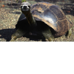 Savages #Love sloths and turtles.