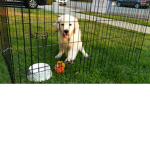 Sammy's Doggie Group
