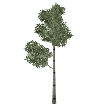 Birch Tree