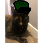 The Cat Military Base