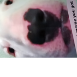 Lol die xdxdxd