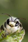 DA BEES >:3