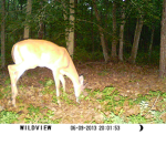 LOOK A DEER
