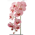 Orchid Riding Club