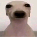 Köpek ADAMDIR