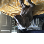 The dog group3344444