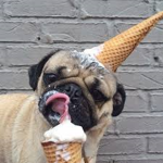 Pug Army.