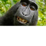 Monke is life