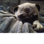 Owen luvz pugz