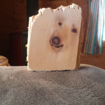me gorilla