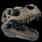 Dinofan's