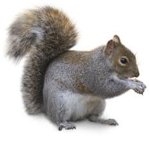 The Frank The Squirrel Fan Club