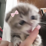 kittyahhs<3