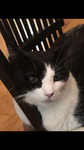 Rileycat21 memes