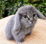 CaRLeY Butters Team