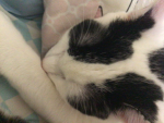 cute cat kittens fans