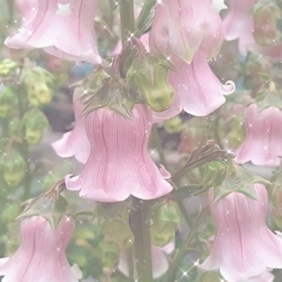 ✿ﾟ🌷