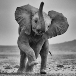 Save the Animals of the World