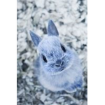 %*baby*Bunnys*%