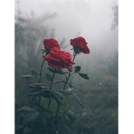 DeadxRoses