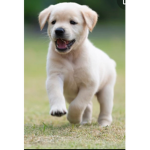 puppy cIub