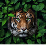 Tigers are life