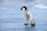 the super happy penguins