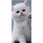 TYYYYYYY KITTENS.