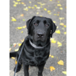 traydogthegreatest1