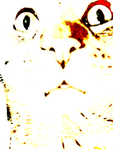 Gizmo is a cat