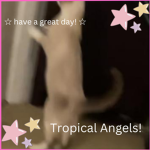 TROP1C4L angels <3