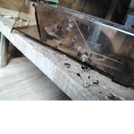 The mouse in the shed