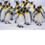 The Adorable & Cool Penguins!