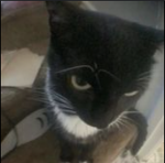 Kat_Cat