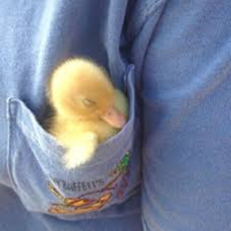 Ducky Islands