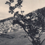 La vecchia terra