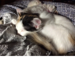THE LUCKY KITTYS