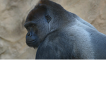 aimlocking gorillas