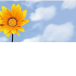 SunFlowerYellow