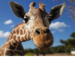 Giraffe - squad