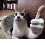 Catsong