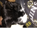 Monkey the cat