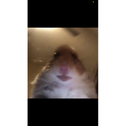 hamster hammy