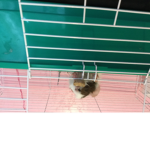 Guinea pigs are loved beautiful TeAm