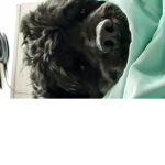 Black dogs of roblox